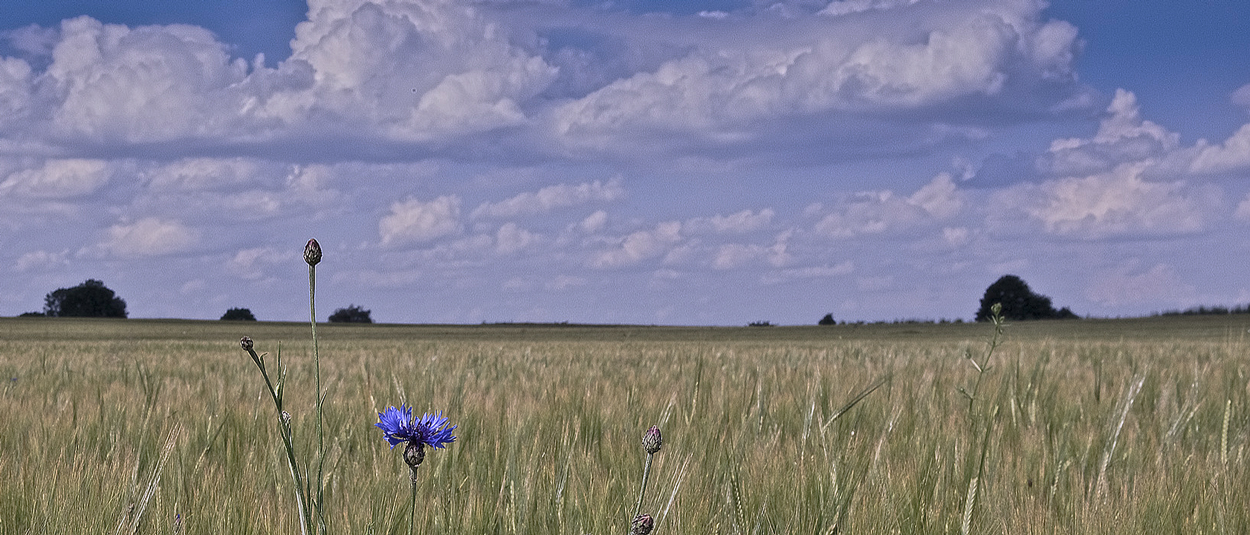 Léto ve Slavonicích 2009