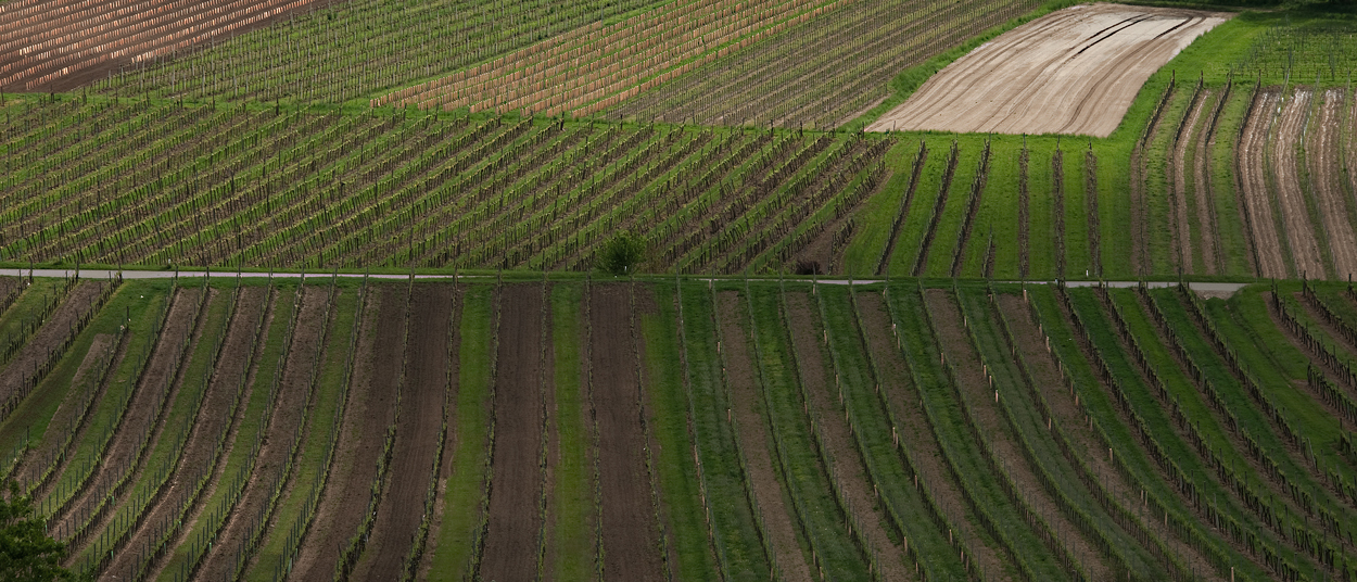 Rakousko Kamptal Zöbing 2015