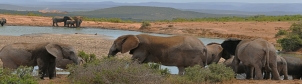 Addo Elephant park, je nádherné je vidět...