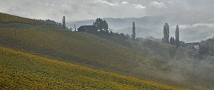 Glanz an der Weinstraße v ranních...